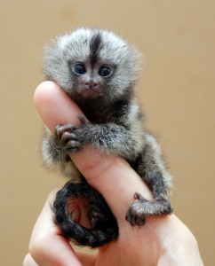 Baby Marmoset