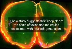 sleep clears brain