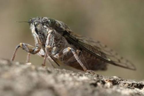 Germ killing nanopillars found in cicada wings