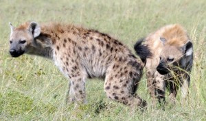 Microbes help in hyenas communication