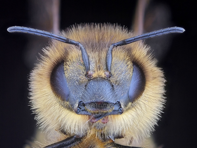 Decine In Bee Population A Risining Concern
