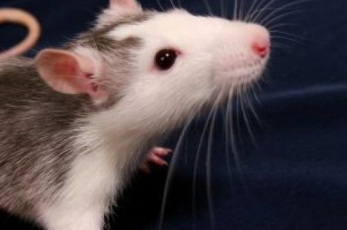 Effect of aging in mice can be reversed