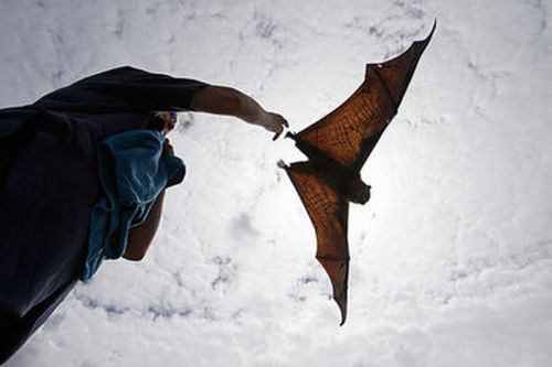 1_flying bat