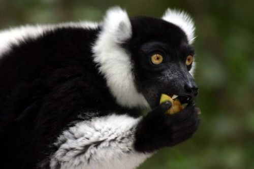 Lemur feeding on fruit