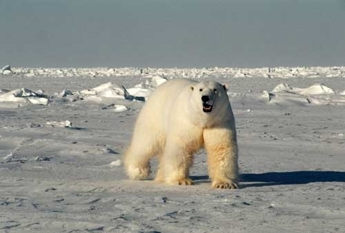 Polar bears of Arctic