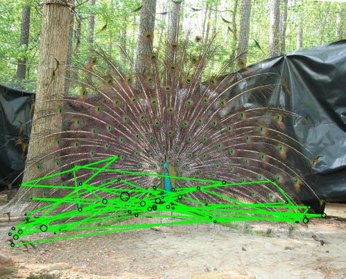 peahens gaze as per the eye tracking device