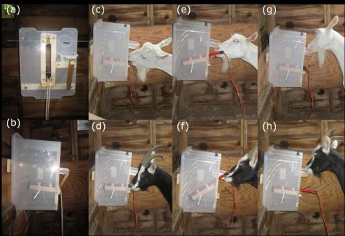 Steps showing how the goats procure food from a box by following a particular set of steps as pulling the lever using their mouths and followed by lifting the lever to unveil the yummy reward