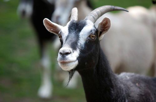 common goat
