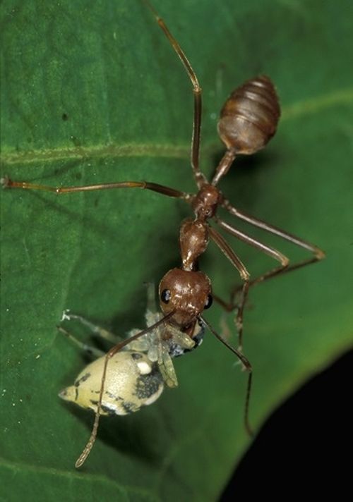 jumping spiders defend themselves using weaver ants
