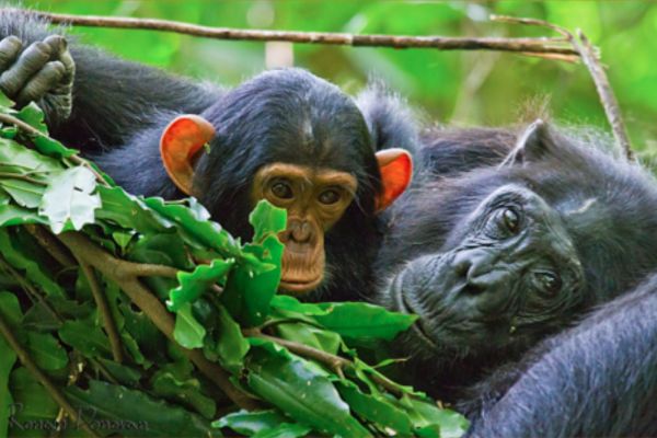 Chimps make their bed on the most sturdy and stable Ironwood trees