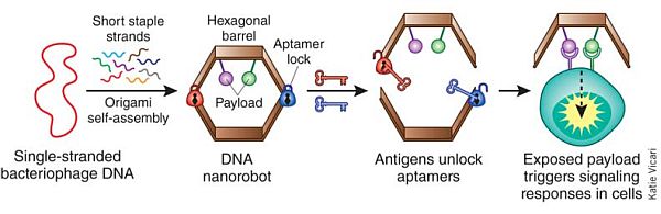 DNA nanorobot working