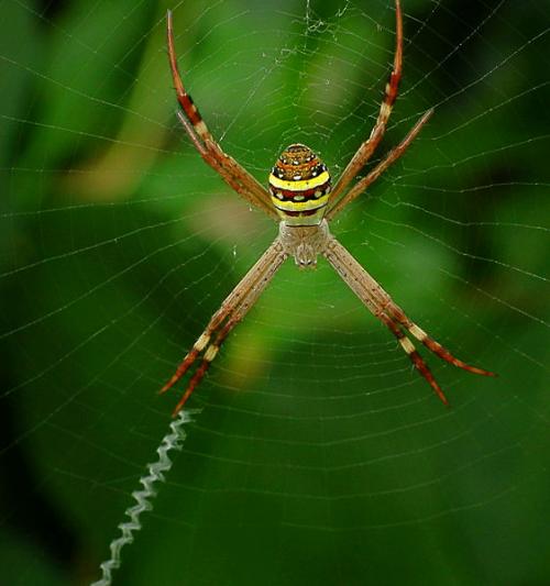 Male St. Andrew's Cross spiders smell pheromones on the web to check suitability of female spiders