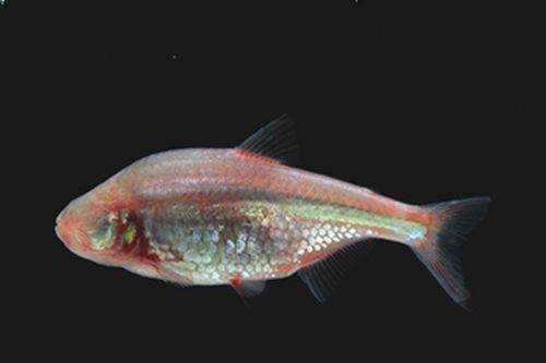 Mexican blind cavefish uses puckering movements of mouth to generates waves in water, which help them to detect any obstacle thay lay ahead