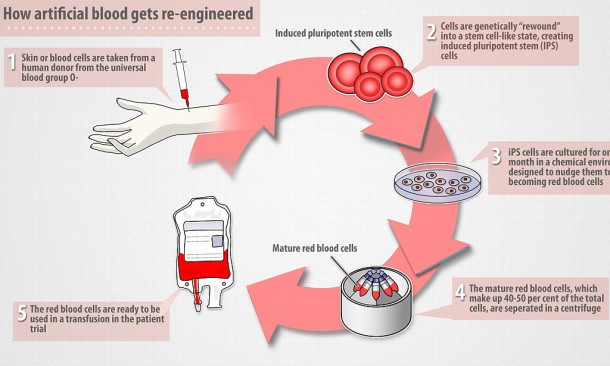 flow chart of the blood producing process