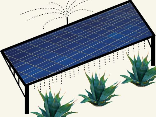 the combination of photovoltaic panels and agave cultivation on a given area could produce more output for the amount of water than a solar plant or agave could produce alone.