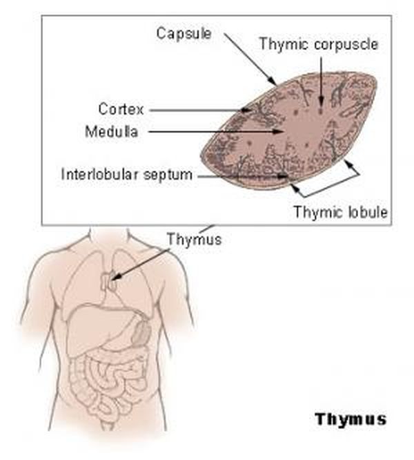 thymus is an organ that produces essential immune cells, known as the T cells in the body