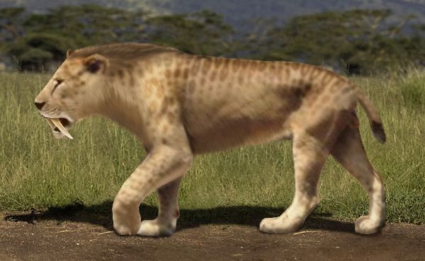 7_sabre-toothed_tiger