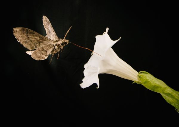 Pollinating-moth-feeds-from-Sacred-Dutura