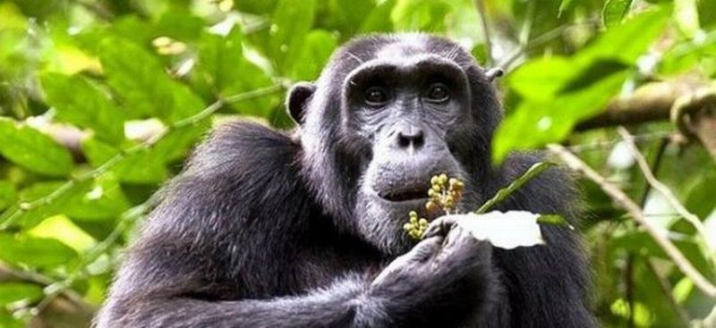 chimpanzee_eating_aspilia_1