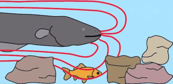 Electric Eel can remotely Control its Prey: Hijacking Neural Pathways