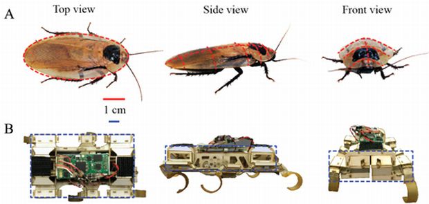 cockroach-robot-3