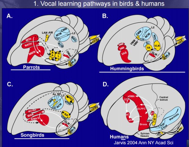 vocal-learning-pathways-in-birds-n-humans