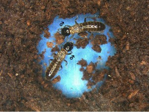 Evolutionary Edge for Male-Male Pairing: Homosexual Termite