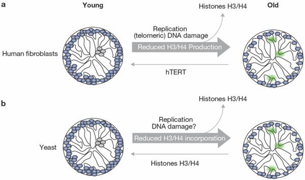 ageing-histone-loss-in-yeast-and-human-fibroblasts