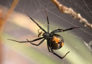 Male Widow Spiders Inseminate Young Females And Avoid Being Cannibalized: Spidery Sex Life