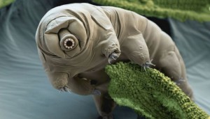 Protective Protein Guarding DNA Makes Tardigrades Indestructible: An Offbeat Genetic Constitution