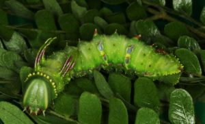 Plants Camouflaging with Odour: Survival Strategy