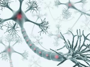 Specialized Grafts Behaved Like Neurons: Spinal Cord Injury