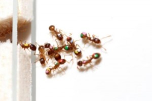 Temnothorax rugatulus ants