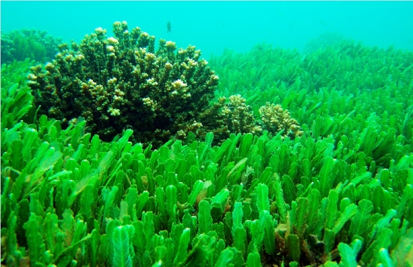 Marine algae found effective in treating acne