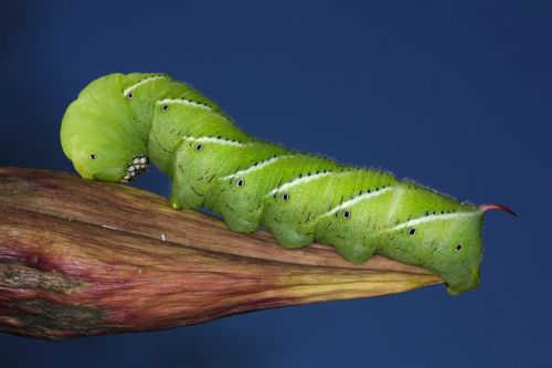 Hornworm Caterpillar