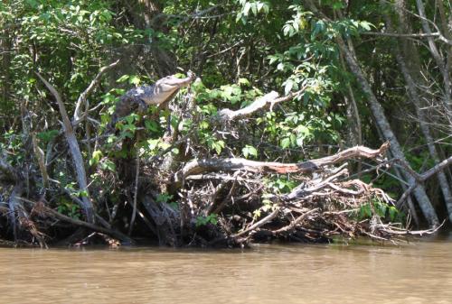 tree climbing crocodile