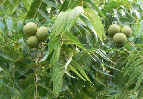 Black walnut releases a toxic chemical in the soil from their leaves and roots