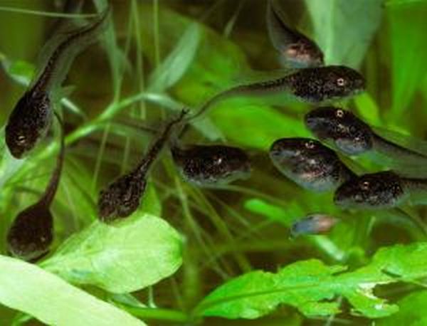 Cannibal Woodfrog tadpoles