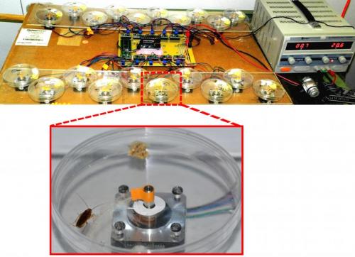 Motor driven system shows 20 Petri dishes placed on a stepper motor. Inset shows a segregated female cockroach in a Petri dish with a duck feather fixed on the rotating motor shaft.