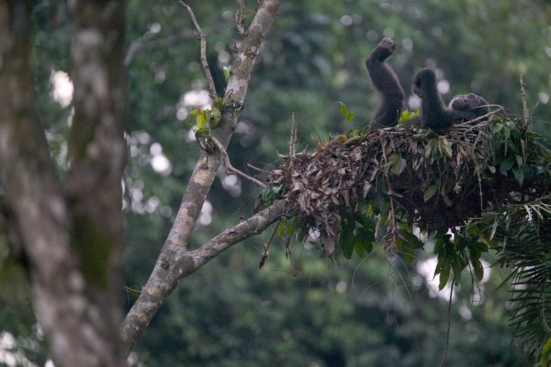 chimps make their bed on the most sturdy and stable trees