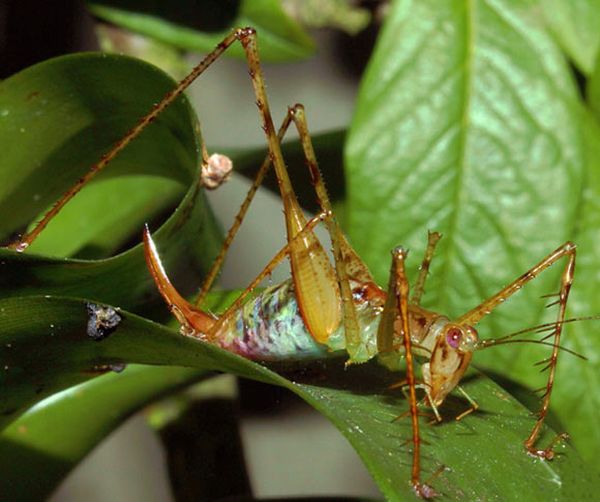 Supersonus insects making extreme ultrasonic frequencies