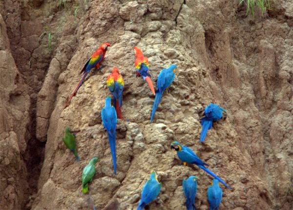 macaws_eating_clay
