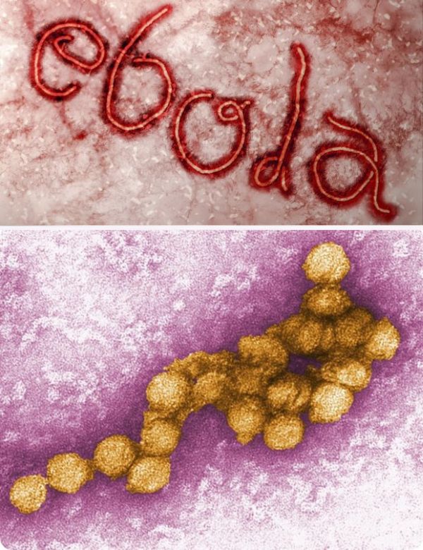 ebola_and_west_nile_virus