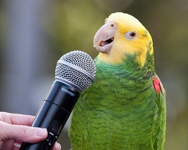 parrots-vocal-imitators-2