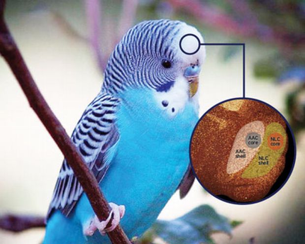 parrots-vocal-imitators