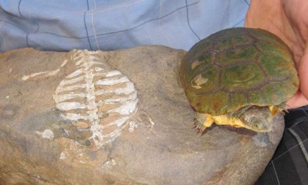 eunotosaurusafricanus-turtle-shell-fossoriality-2
